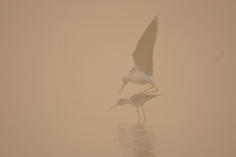 Cavalieri nella nebbia